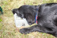 Andyra ist vor Erschpfung im Wassernapf eingeschlafen