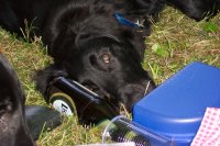 Antonya vor einer leeren Bierflasche von Herrchen