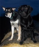 Nando und Dyra auf einem Strohballen